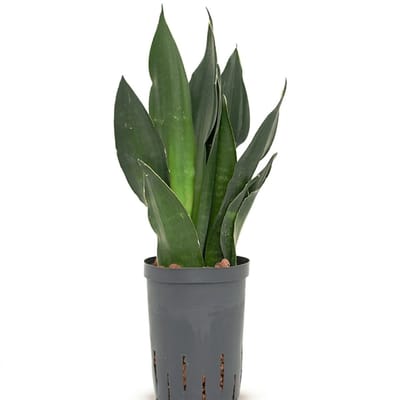 Hydroplant Sansevieria Trifasciata Black Diamond