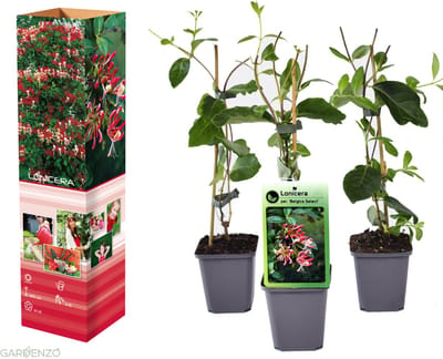 GARDENZO - 3x Kamperfoelie - Lonicera periclymenum 'Belgica' - in P9 pot