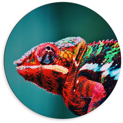 Dibond Wandcirkel - Roodkleurige Kameleon  - 60x60cm Foto op Aluminium Wandcirkel (met ophangsysteem)