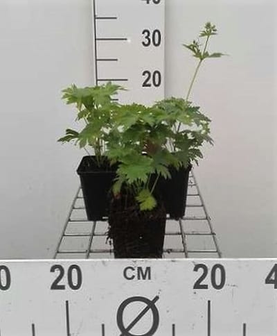 6x Ooievaarsbek - Geranium sylv. 'Mayflower' | 9x9 cm pot