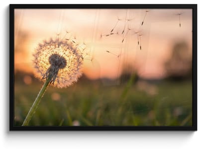 Poster in lijst - Fotolijst 90x60 cm - Posters - Paardenbloem - Zonsondergang - Veld - Posterlijst zwart - Decoratie - Wanddecoratie woonkamer - Muurdecoratie slaapkamer