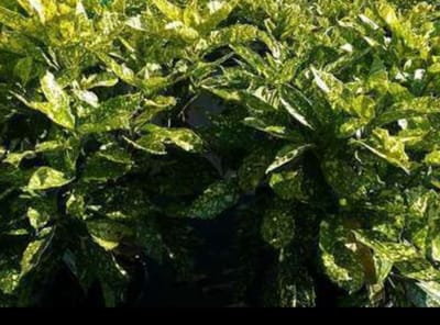 Aucuba jap. 'Crotonifolia' - Geelbonte Aucuba 60- 80 cm in pot