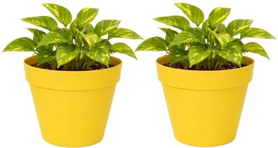 Mega Collections Plantenpot / bloempot - 2x - kunststof - geel - binnen/buiten - D20 x H17 cm