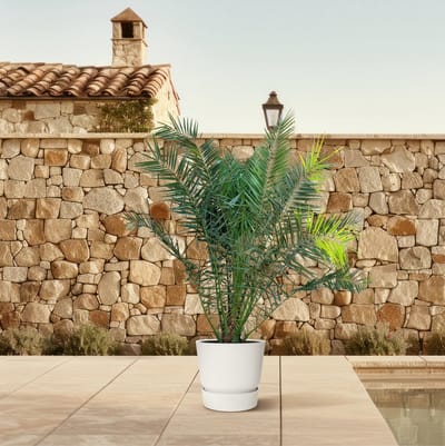 Phoenix Canariensis - 300Cm - Ø40