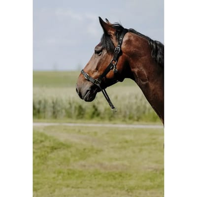 Norton Equestrian Educatif Nylon Halster Zwart Shetland