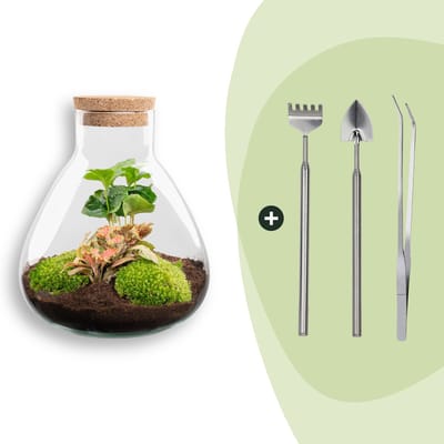 Terrarium - Sammie coffea - ↑ 27 cm - Ecosysteem plant - Kamerplanten - DIY planten terrarium - Mini ecosysteem + Hark + Schep + Pincet