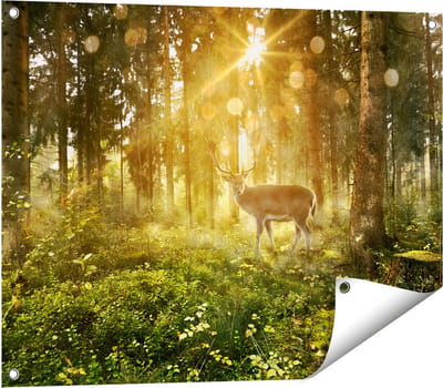 Gards Tuinposter Hert in Bos met Zon - 80x60 cm - Tuindoek - Tuindecoratie - Wanddecoratie buiten - Tuinschilderij