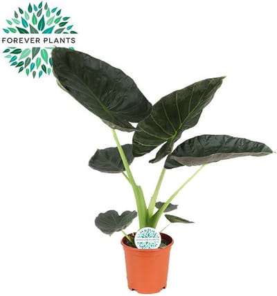 Plantenboetiek.nl | Alocasia Regal Shield - Ø21cm - 80-90cm hoog - Kamerplant - Groenblijvend