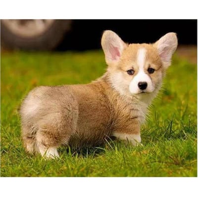 5D DIY diamant schilderij volledige ronde diamant borduurwerk Pembroke Welsh Corgi hond kruissteek 20X30CM black