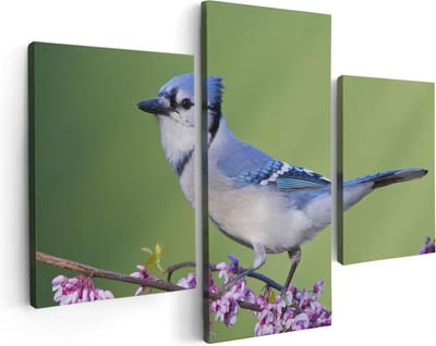 Artaza Canvas Schilderij Drieluik Blauwe Gaai Vogel Op Een Tak - Kleur - 90x60 - Foto Op Canvas - Canvas Print
