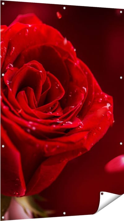 Gards Tuinposter Romantische Rode Roos - 100x150 cm - Tuindoek - Tuindecoratie - Wanddecoratie buiten - Tuinschilderij