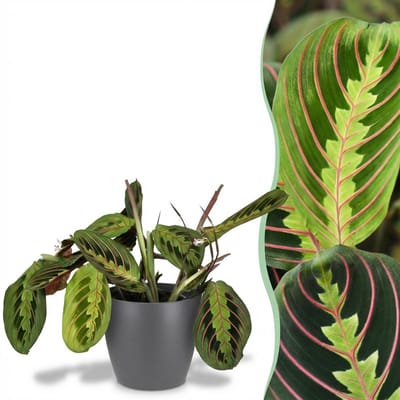 Plantenboetiek.nl | Maranta Fascinator Tricolour - Gebedsplant - Huisdiervriendelijke Plant - Groen - met Potter Grijs - Ø12cm - 25cm hoog - Kamerplant - Arrangement - Plant met pot
