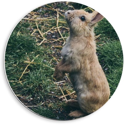 Forex Wandcirkel - Schattig Bruin Konijntje op Zijn Achterpootjes - 40x40cm Foto op Wandcirkel (met ophangsysteem)
