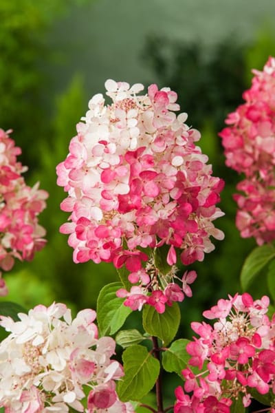 Plants Online - Tuinplanten - Heesters - Set van 1 - Hydrangea paniculata Diamand Rouge - 7 liter pot - Plant 50-60 cm