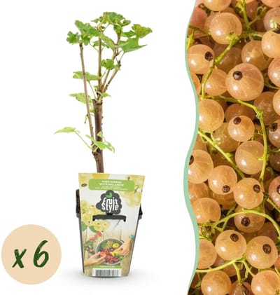 Green boutiQ - Fruitplanten - Wiite Bes - Ribes rubrum Witte Hollander - Winterhard - 6 Planten - Pot 9 cm - Witte Bes