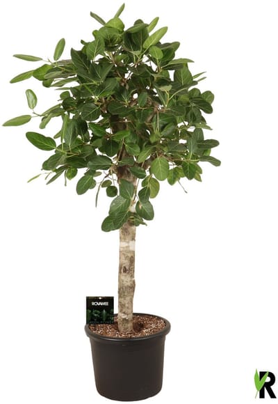 Ficus Benghalensis Audrey op stam 180 cm – Kamerplant – Vers Van De Kweker – Potmaat Ø45 cm