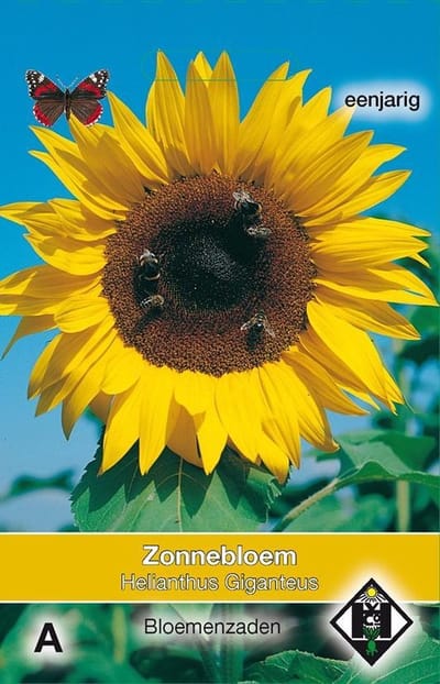 Van Hemert - Reuzenzonnebloem Giganteus (Helianthus annuus)