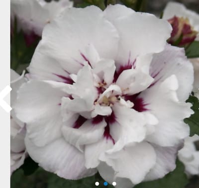 Hibiscus syriacus 'Speciosus' - Tuinhibiscus, Altheastruik, Heemstroos 40 - 60 cm in pot