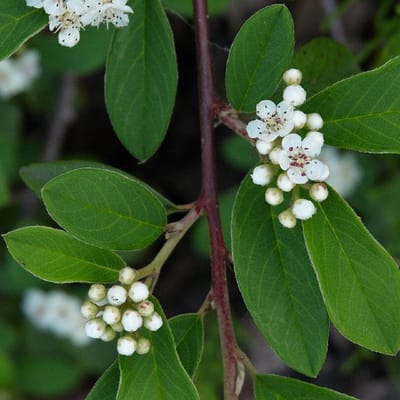 24 x Dwergmispel 'Major' - Cotoneaster dammeri 'Major' pot 9x9cm, voor 3m² : Een groenblijvende bodembedekker met rode bessen magie