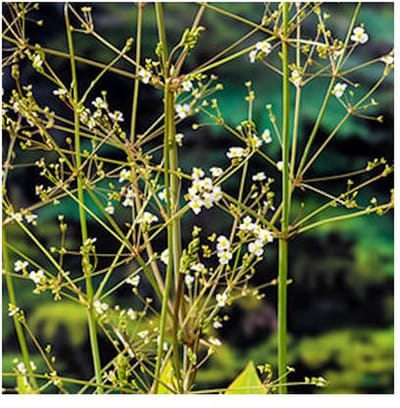 Moerings Alisma Platago Aquatica | Waterweegbree | In 18CM Mand Kant en Klaar