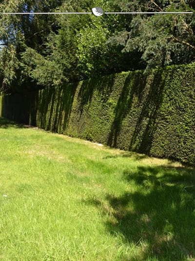 Venijnboom Taxus baccata 40-50 cm in Pot, 10x Haagplant