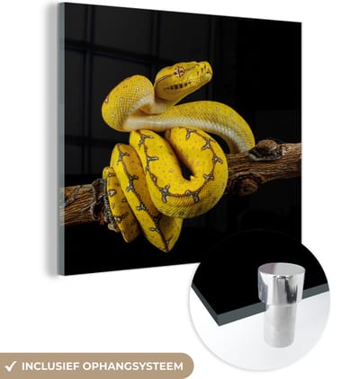 MuchoWow® Glasschilderij 50x50 cm - Schilderij acrylglas - Slang - Tak - Geel - Foto op glas - Schilderijen