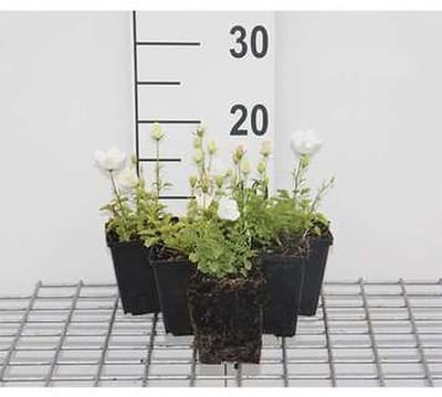 6x Klokje - Campanula carp. 'Weisse Clips' | 9x9 cm pot