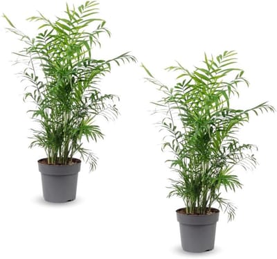 Kamerpalm Chamaedorea - Tropische plant - Lucht Zuiveren - Natuurlijke Luchtreiniger - 70-80 cm - Groen