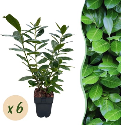 Plantenboetiek.nl | Prunus laurocerasus Novita - blad groen - 6 planten - 1 strekkende meter - groenblijvend - pot 17cm hoogte 50cm - Haagplanten - Ø20cm - 40-50cm hoog - Tuinplant