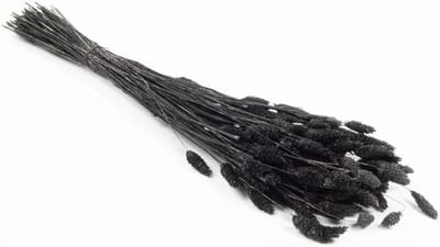 Gedroogd gras - Boeket pluimen - Decoratie binnen - Natuurlijke look - 75 cm - Zwart