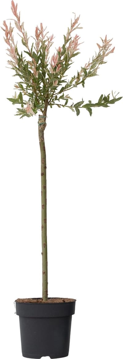 Plant in a Box - Bonte Wilg - Salix integra ´Flamingo' - Hoogte 90-110cm - Pot 19cm - Tuinplant - Winterhard