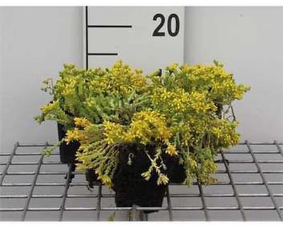 6x Muurpeper - Sedum acre | 9x9 cm pot
