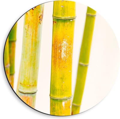 Dibond Wandcirkel - Groene Bamboe Stokken - 40x40cm Foto op Aluminium Wandcirkel (met ophangsysteem)