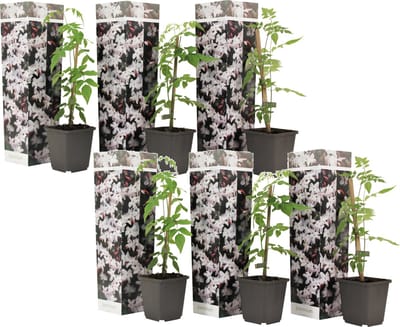 Plant in a Box - Jasminum 'Officinale' - Set van 6 - Witte Jasmijn klimplant - Pot 9cm - Hoogte 25-40cm