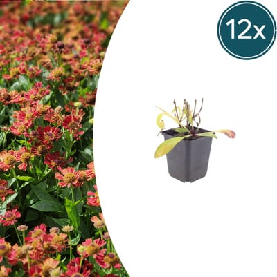 Tuinplantenshop.com | Helenium 'Moerheim Beauty' | 12 stuks - Ø9cm - 10-25cm hoog - Tuinplant
