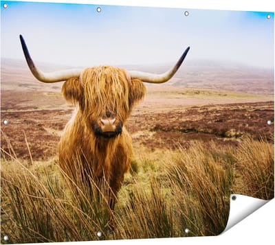 Gards Tuinposter Schotse Hooglander Koe in het Veld - 120x90 cm - Tuindoek - Tuindecoratie - Wanddecoratie buiten - Tuinschilderij