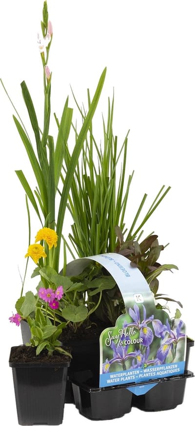 Bloomique - Set van 6 - Bloeiende Vijverplanten - Achilia - Caltha - Lobelia - Lysimachia - Mazus - Schizostylis - Vijverzone 1-2 - Hoogte 15-25 cm - Pot 9 cm