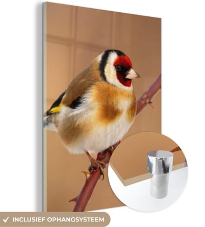 MuchoWow® Glasschilderij 30x40 cm - Schilderij acrylglas - Putter - Vogel - Dieren - Foto op glas - Schilderijen