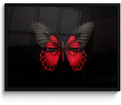 Poster in lijst - Fotolijst 70x50 cm - Posters - Vlinder - Rood - Contrast - Posterlijst zwart - Decoratie - Wanddecoratie woonkamer - Muurdecoratie slaapkamer