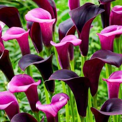 Calla Lelie - Zantedeschia - Paars Mix - Bloembollen - 5 stuks - Paars - Bloem bollen - Leliebollen - Meerjarig