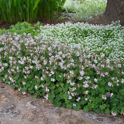 12 x Ooievaarsbek Wit - Winterharde Bodembedekker - Geranium Biokovo in 9x9cm pot met hoogte 5-10cm