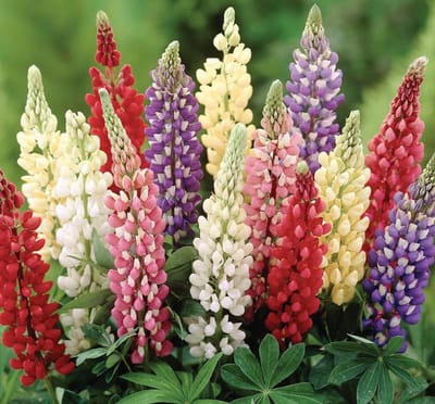 Vaste lupine (Lupinus polyphyllus) - Lupine Minarette - Lupinus - Vaste planten - Bijen-Vlinders - Snijbloemen - Geurend - Zomerbollen