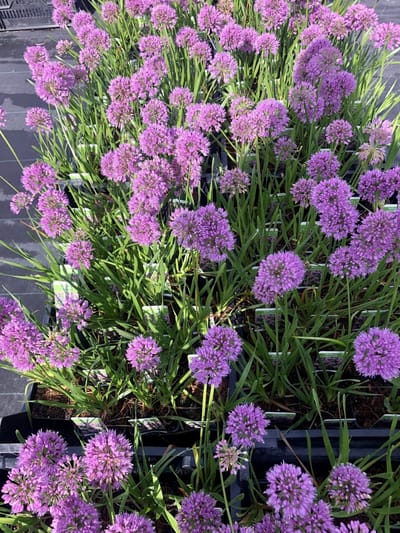 6x Sierui - Allium 'Millenium' | 9x9 cm pot