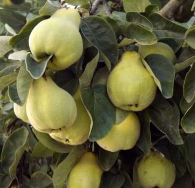 CYDONIA OBLONGA - Kweepeer in pot