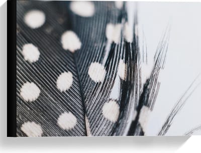 Canvas  - Veer met Stippen in Zwart Wit  - 40x30cm Foto op Canvas Schilderij (Wanddecoratie op Canvas)