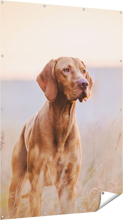 Gards Tuinposter Hongaarse Vizsla Hond in het Gras - 120x180 cm - Tuindoek - Tuindecoratie - Wanddecoratie buiten - Tuinschilderij