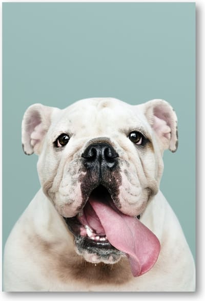 Schattig portret van witte Bulldog Puppy - 60x90 Poster Staand - Besteposter - Dieren