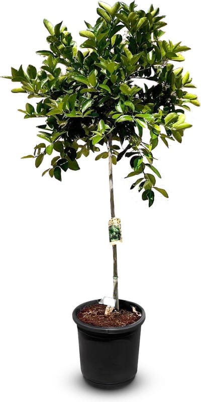 Sunny Tree - Boom - Limoenboom - Citrus Latifolia - Citrusplant - Fruitboom - 160 centimeter - 8 jaar oude boom
