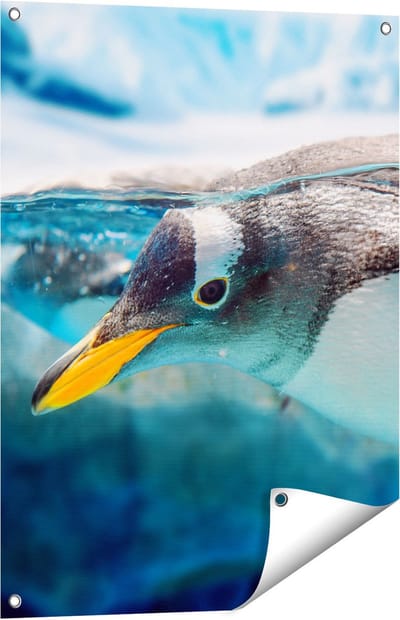 Gards Tuinposter Pingu�n Zwemt onder Water - 60x80 cm - Tuindoek - Tuindecoratie - Wanddecoratie buiten - Tuinschilderij