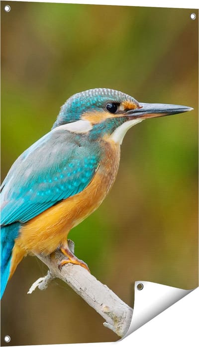 Gards Tuinposter Blauwe IJsvogel op een Tak - 60x90 cm - Tuindoek - Tuindecoratie - Wanddecoratie buiten - Tuinschilderij